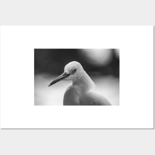 black and white  Snowy Egret Posters and Art